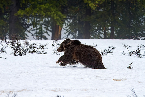 Grizzly Bear running near Fishing Bridge - 2011