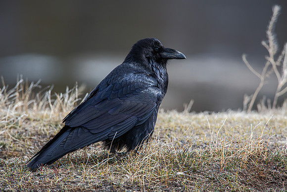 Common Raven - Hayden Valley, Yellowstone - 2013