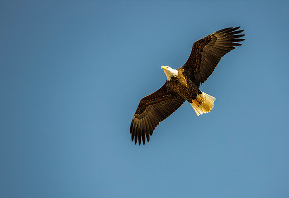 American Bald Eagle - MaGee Marsh - 2016