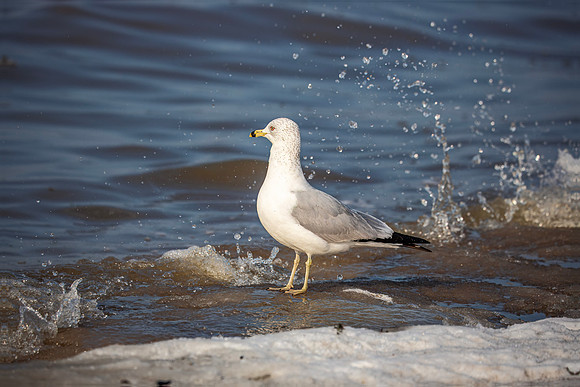 Ring-billed Gull - Maumee State Park - 2015