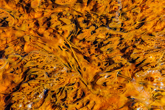 Bacteria Mat from Sapphire Pool runoff - 2023