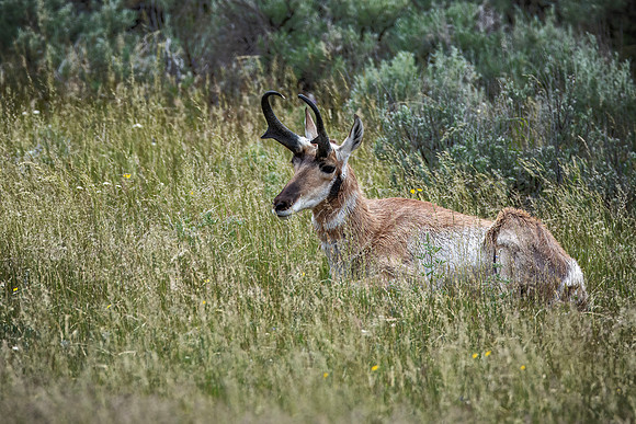 Pronghorn buck resting - Lamar Valley - 2015