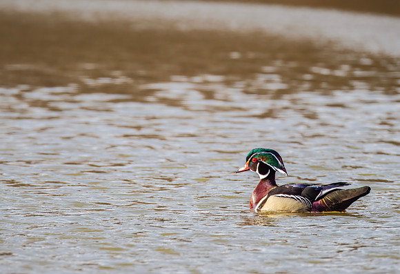 Wood Duck drake - Carriage Hill MetroPark - 2013