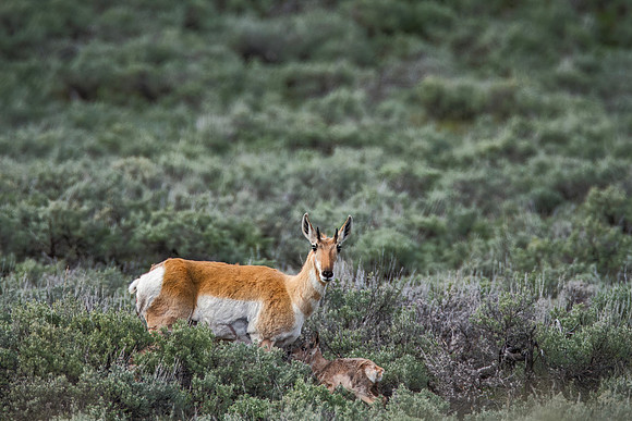 Pronghorn doe with newborn about 1/2 hour hold - Lamar Valley - 2016