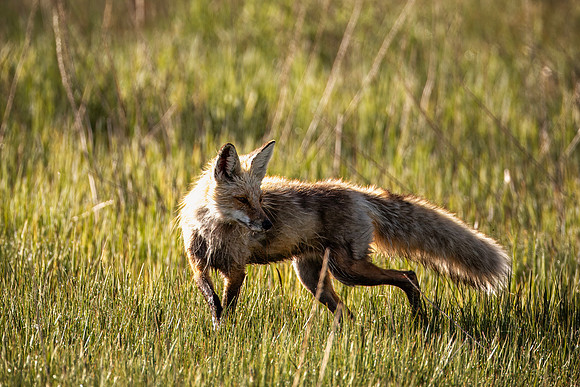 Red Fox - Yellowstone - 2016