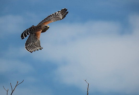 Red-shouldered Hawk - Ding Darling NWR - 2013