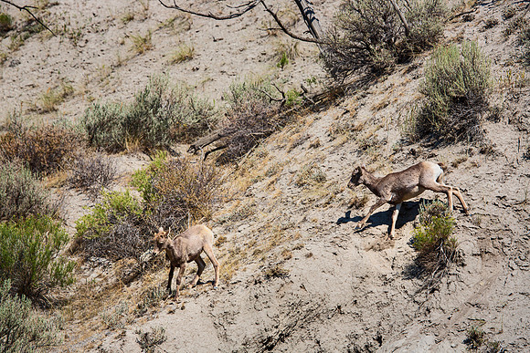 2 Bighorn Sheep lambs - Yellowstone - 2012