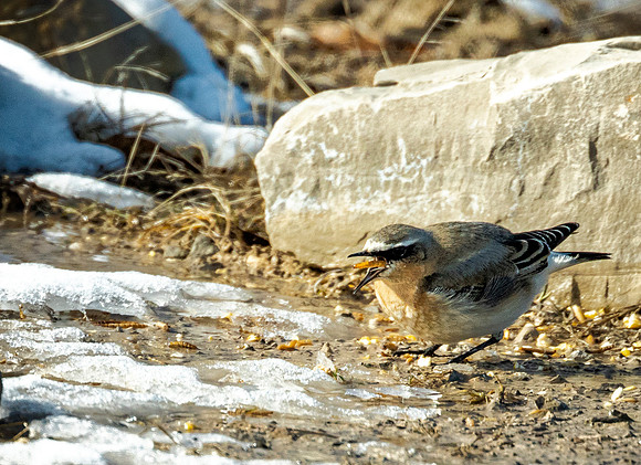Northern Wheatear - Upper Sandusky Reservoir - Rare bird for this area.