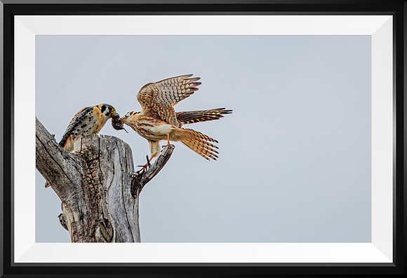 American Kestrel parent feeding its fledging - Camas NWR - 2023