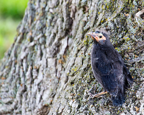 Great-tailed Grackle chick