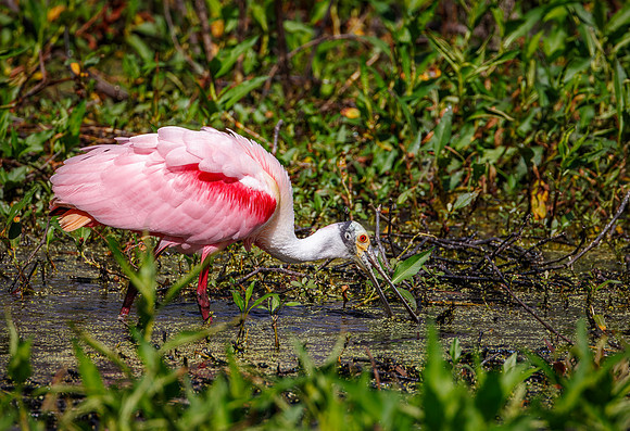 Roseate Spoonbill - Circle B Bar Preserve - 2025
