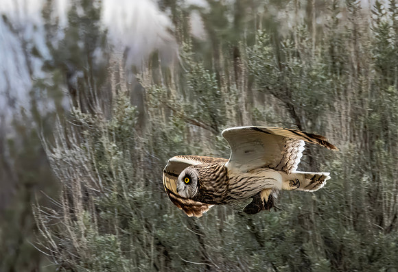 Short-eared Owl - Camas NWR - 2024