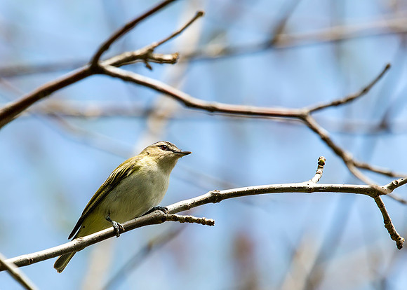 Red-eyed Vireo