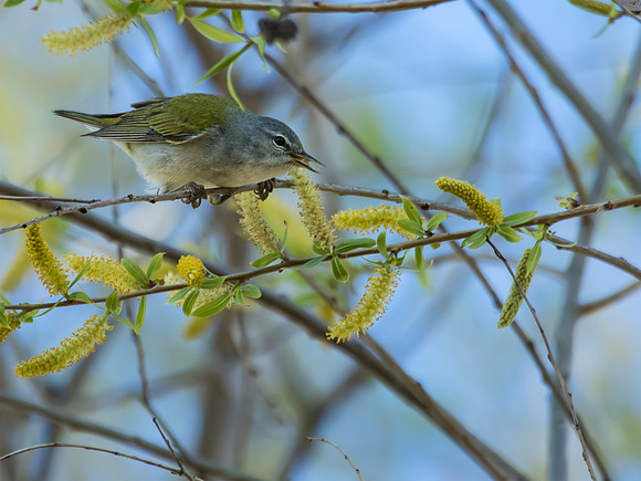 Tennessee Warbler - Magee Marsh