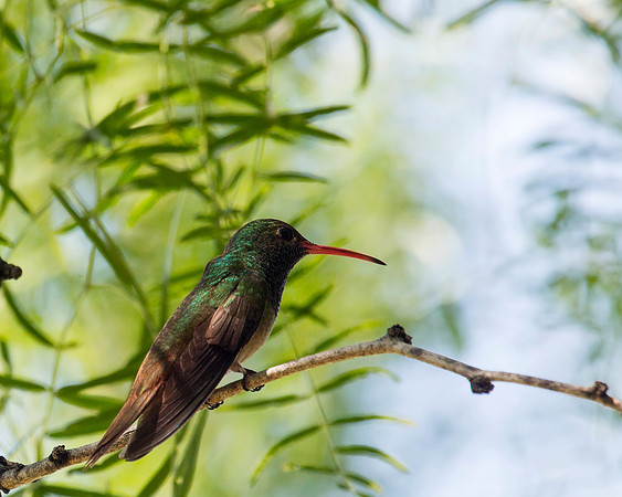 Buff_bellied Hummingbird