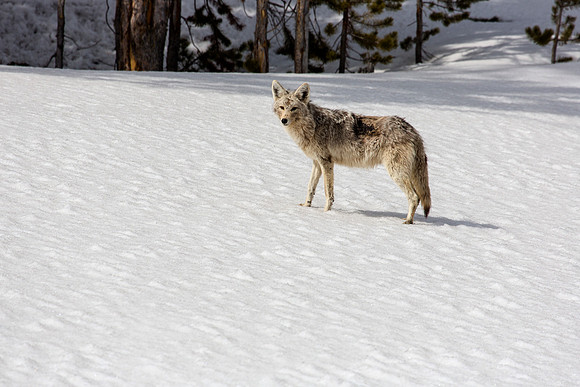 Coyote checking me out