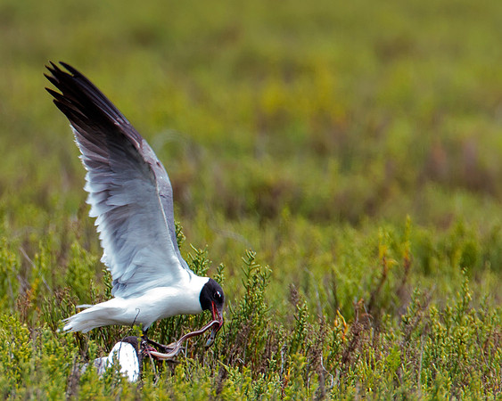 Laughing Gulls fighting over snake