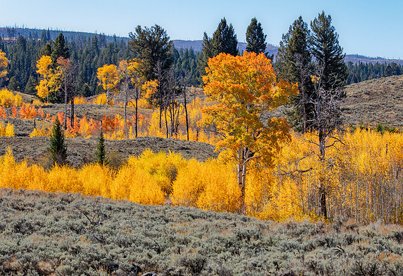 Lamar Valley decked out for the fall - Yellowstone - 2021