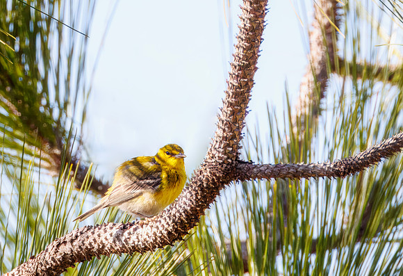 Pine Warbler - Chassahowitzka WMA, FL - 2025