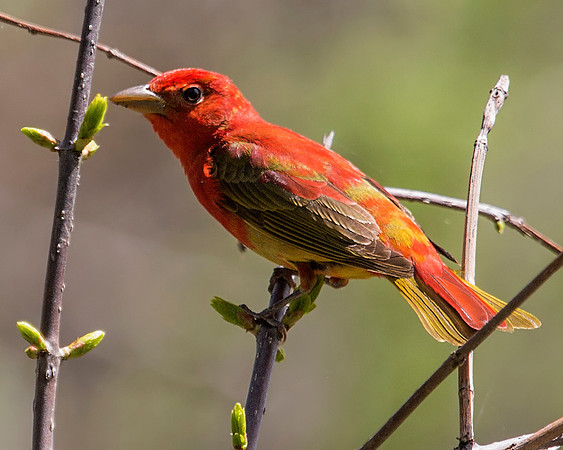 Juvenile Summer Tanager