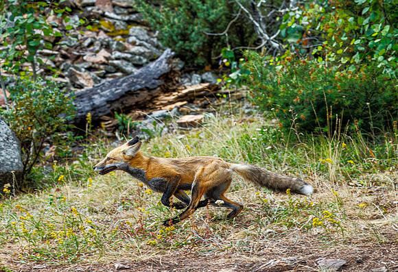 Red Fox - Yellowstone - 2024