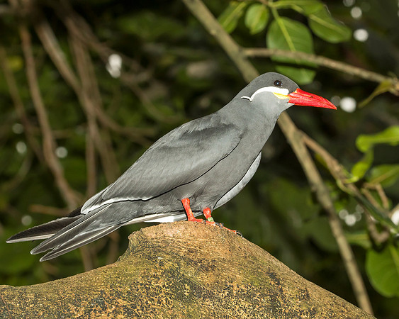 Inca Tern