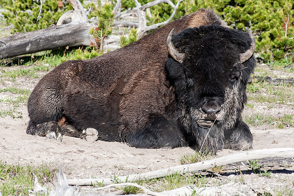 Bison chewing cud