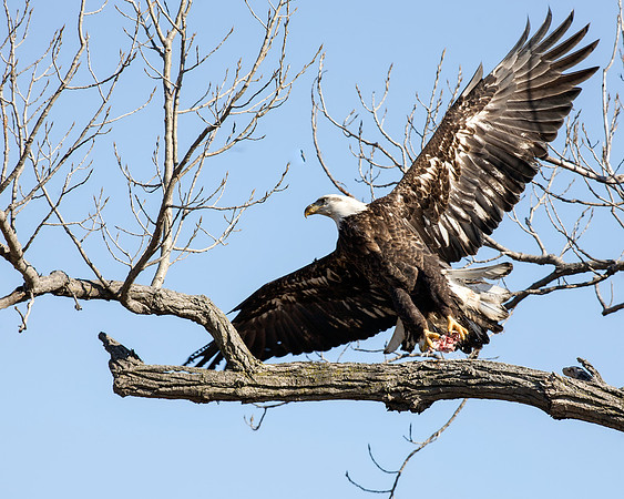 American Bald Eagle leaving the table with a to-go claw package