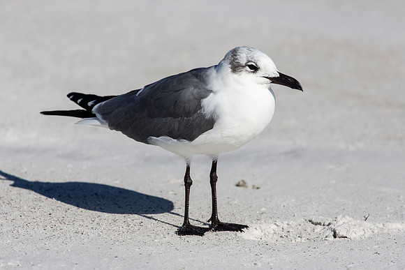 Laughing Gull
