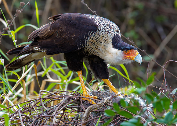 Crested Caracara