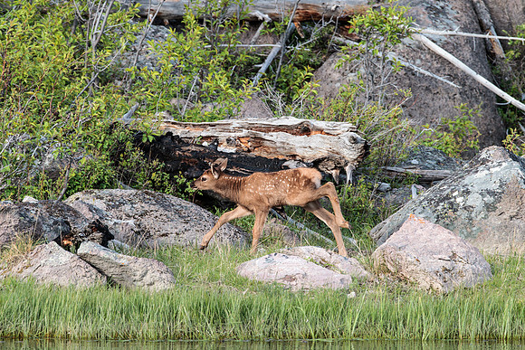 Young elk fawn playing on the bank of the Madison River