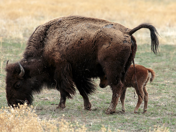Bison calf hiding behind its mother shortly after birth