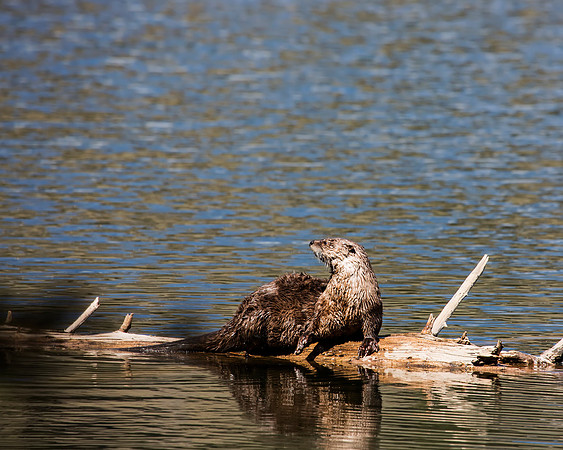 River Otter sunning on a log