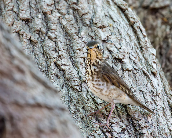 Swainson's Thrush