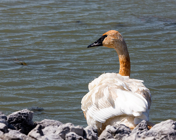 Trumpeter Swan