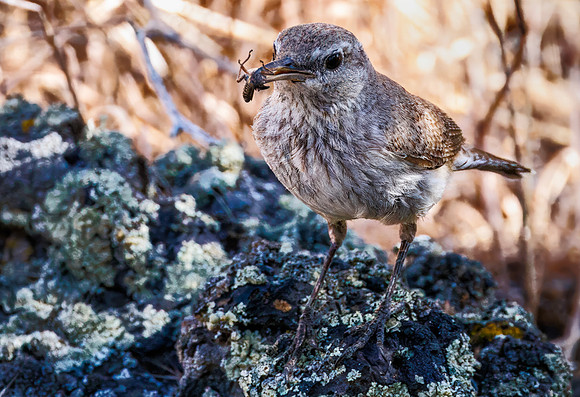 Rock Wren with dinner - Hell's Half Acre - 2024