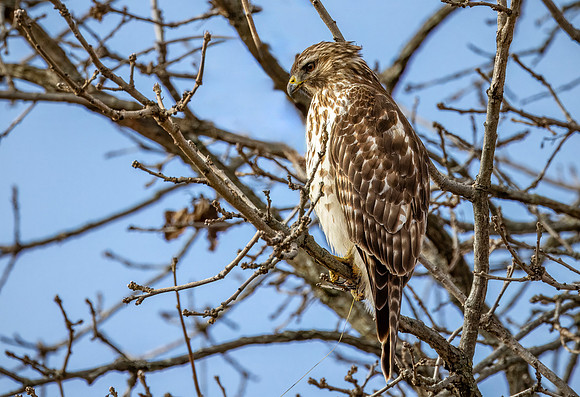 Red-shouldered Hawk - Carriage Hill MetroPark - 2024