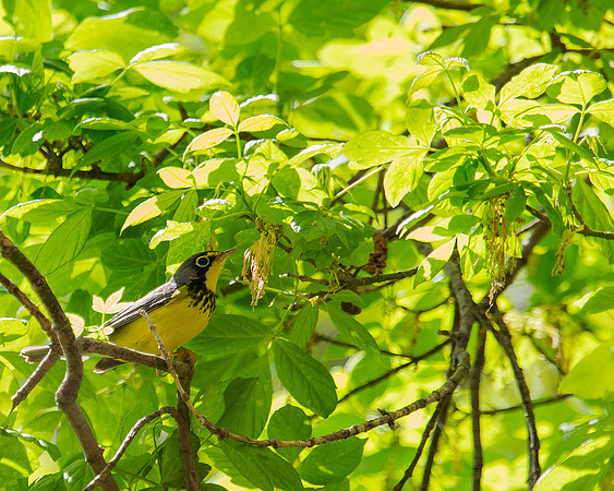Canada Warbler