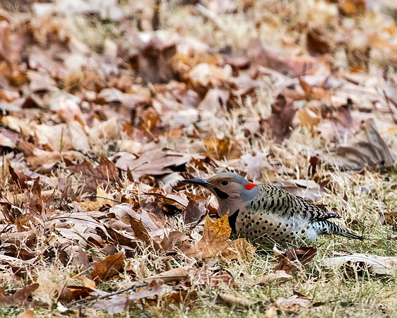 Northern Flicker - Yellow-shafted
