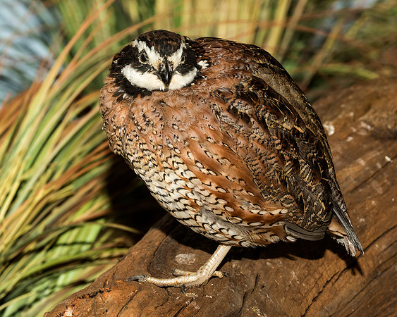 Northern Bobwhite