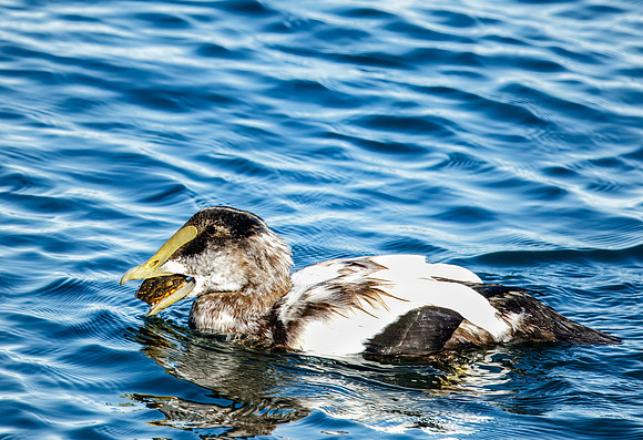 Juvenile Common Eider - Cape Cod Seashore - 2016
