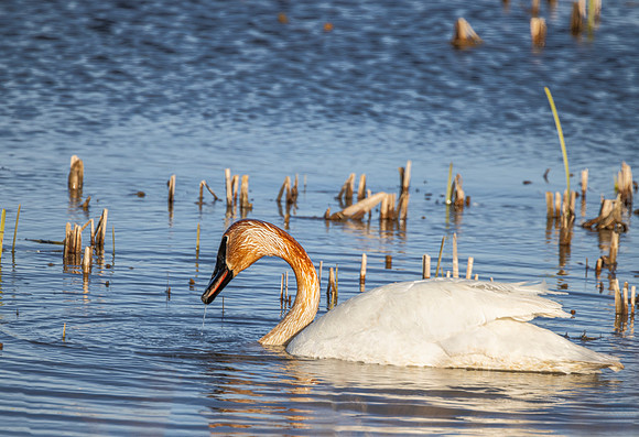 Trumpeter Swan - Howard Marsh - 2024