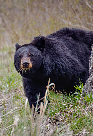 Mama black bear - Yellowstone - 2025
