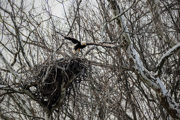 American Bald Eagle pair - Carillon Historical Park Dayton, Ohio