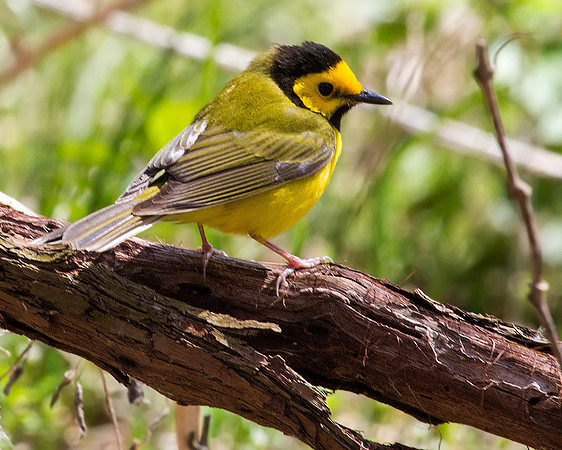 Hooded Warbler