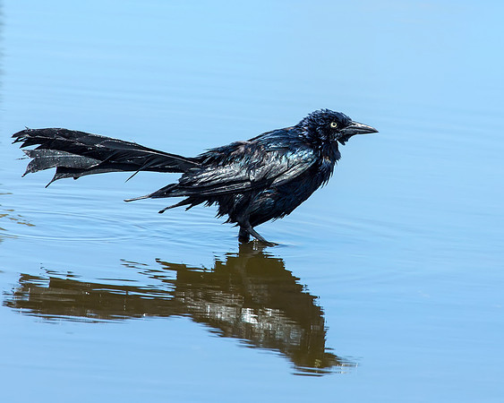 Great-tailed Grackle - male