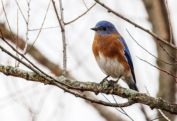 Eastern Bluebird - Carriage Hill MetroPark - 2024