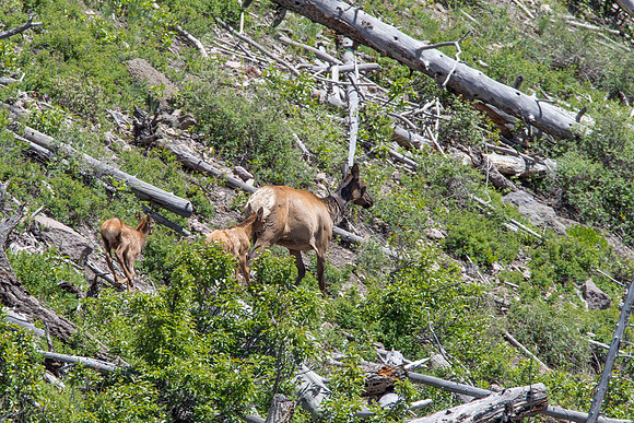 Elk cow moving twin fawn away form a black bear below them.