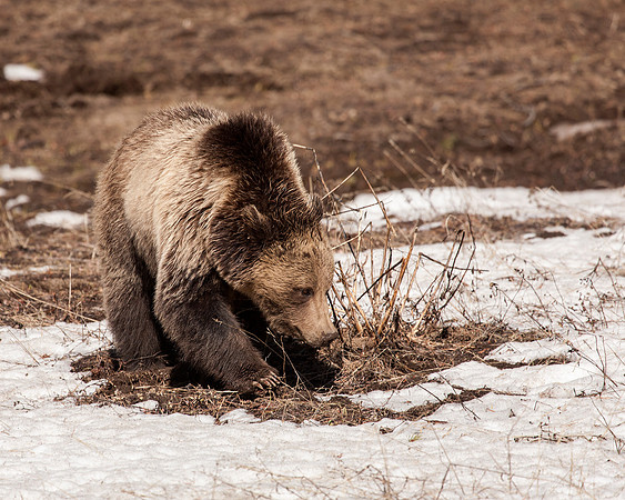 Grizzly Bear on the move