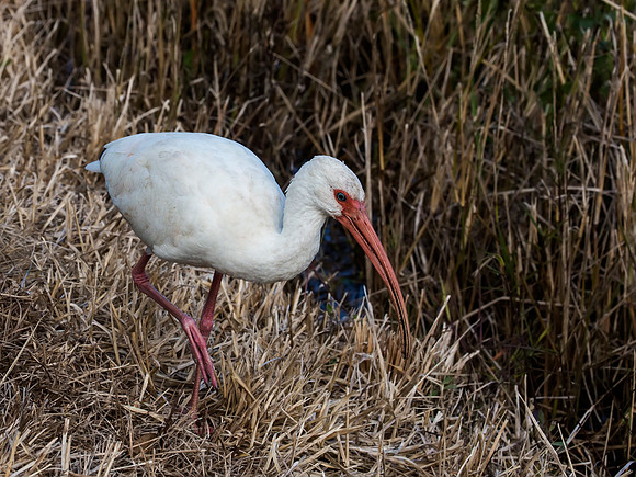 White Ibis in Everglades National Park